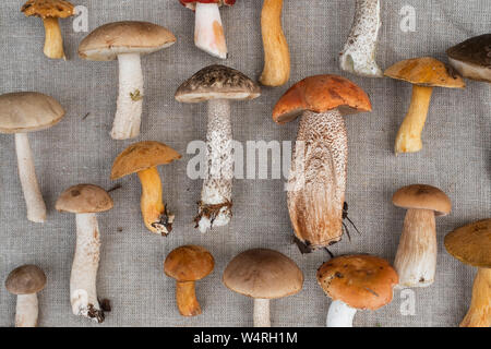 Verschiedene Wald Pilze. Wald Ernte. Ansicht von oben. Stockfoto