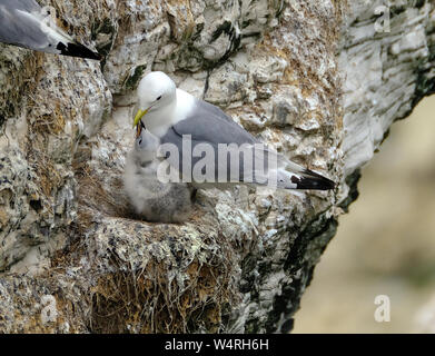 Dreizehenmöwe auf der hohen Kreidefelsen Nistplätze für East Yorkshire, Großbritannien. Stockfoto