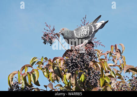 Taube ruht auf einer glänzenden Liguster Baum beim Einziehen auf seine Beeren Stockfoto