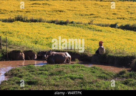 Myanmar Bauern ihre Kühe Abkühlung im Wasser Stockfoto