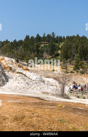 Thermalquellen und Kalksteinformationen in Mammoth Hot Springs in Wyoming in Amerika Stockfoto