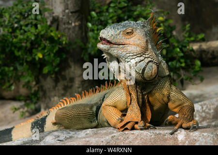 Porträt eines Iguana auf Felsen, Indonesien Stockfoto