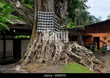 Baum mit knorrigen Wurzeln und einen Sarong am Pura Titra Empul oder Holy Spring Tempel, Ubud, Bali, Indonesien Stockfoto