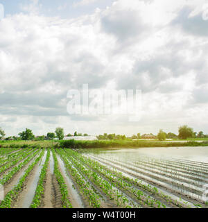 Landwirtschaftlichen Flächen durch Hochwasser betroffen. Überschwemmte Feld. Die Folgen der Regen. Agrar- und Landwirtschaft. Naturkatastrophen und Ernteverluste Risiken. Ukrain Stockfoto