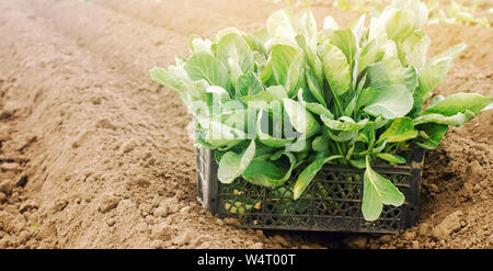 Box mit jungen Kohl Sämlinge im Feld. Umweltfreundliche Produkte. Wachsende Bio Gemüse. Agrar- und Landwirtschaft. Nutzpflanzen. Die Ukraine Stockfoto