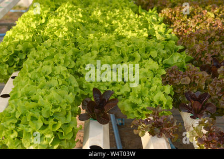 Close-up von Kopfsalat wächst in einem hydroponic Greenhouse, Thailand Stockfoto