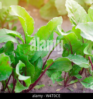 Frische junge Rote Rüben wachsen im Garten. grüne Blätter. Nützliche Gemüse und Vitamine. Landwirtschaft Stockfoto