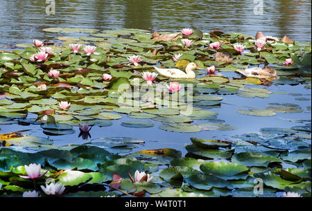 23 Juli 2019, Sachsen-Anhalt Wörlitz: Wörlitzer Park Enten schwimmen auf dem Großen See zwischen Seerosen. Der Wörlitzer Park wurde von Fürst Leopold III. Friedrich Franz von Anhalt-Dessau (1740-1817) von 1764 als ersten Landschaftspark im englischen Stil auf dem Europäischen Festland angelegt. Von seinen zahlreichen Reisen inspiriert, hatte er Gebäude und Landschaften, die in den Park, der durch das Kanalsystem mit Gondelfahrten in Venedig inspiriert wurden. Im November 2000 die umfangreiche Dessau-Wörlitzer Gartenreich, dessen Kern ist der Wörlitzer Park, wurde von der Unesco als Weltkulturerbe anerkannt. Foto: W Stockfoto