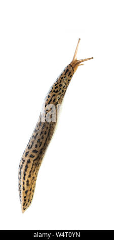 Tiger slug (Limax maximus) Lebendig isoliert auf weißem Hintergrund - von links nach rechts Stockfoto