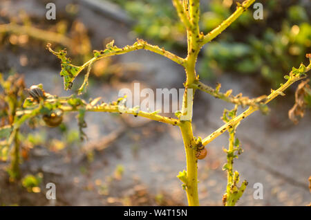 Der Colorado Kartoffel Käfer (Leptinotarsa decemlineata) sitzen auf einer Kartoffel. Schädlinge - Farmer's Feind. Ernteverlust Risiken. Agrar- und Landwirtschaft. Stockfoto