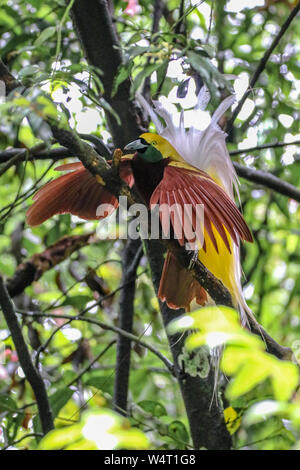 Cendrawasih (Bird of paradise) auf einem Zweig, Indonesien Stockfoto