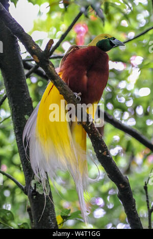 Cendrawasih (Bird of paradise) auf einem Zweig, Indonesien Stockfoto