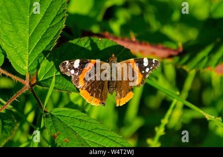 Painted Lady Butterfly (Vanessa cardui) Stockfoto