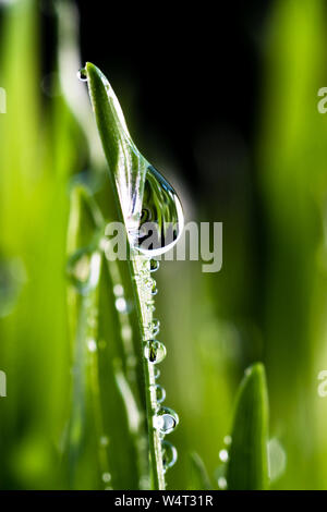 Nahaufnahme von Regenwasser Tröpfchen auf Blades von frischem Wheatgrass. Stockfoto