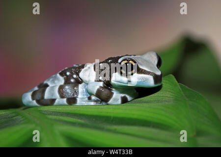 Amazon Milch Frosch auf ein Blatt, Indonesien Stockfoto