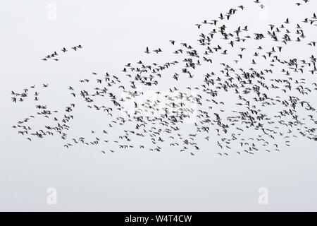 Eine Herde von Nonnengänsen im Flug, Ostfriesland, Niedersachsen, Deutschland Stockfoto