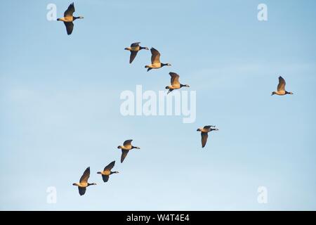 Herde von Nonnengänsen im Flug, Ostfriesland, Niedersachsen, Deutschland Stockfoto