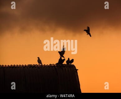 Silhouette der Tauben auf dem Dach bei Sonnenaufgang, Malta Stockfoto