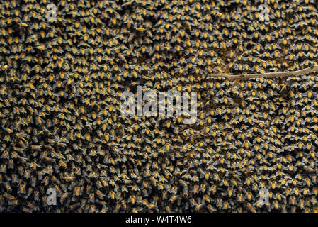 Closeup große Bienenstock der riesigen Honigbienen auf einem Zweig Stockfoto