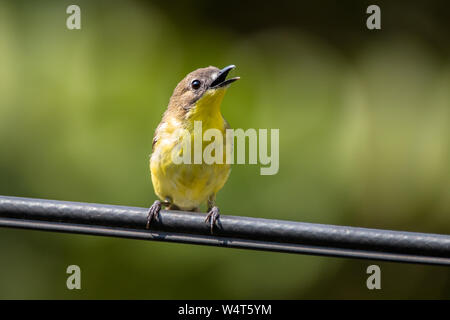 Porträt einer Vogel singen auf einem Metallgeländer, Indonesien Stockfoto