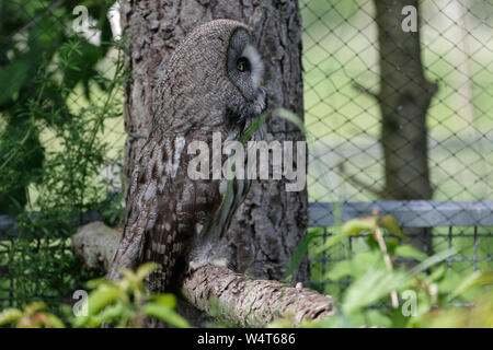 Falknerei Eulenwelt-Falkenhof - Harz, Neuchâtel, Sachsen-Anhalt, Deutschland. Stockfoto