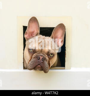 Französische Bulldogge suchen durch die Katzenklappe, Vereinigtes Königreich Stockfoto