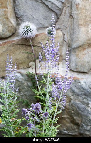 Blaue Blumen in einem ländlichen Garten - eryngium Planum Blue Hobbit, vertikal Blau Lila Kugel Distel und Perovskia Blue Spire Stockfoto