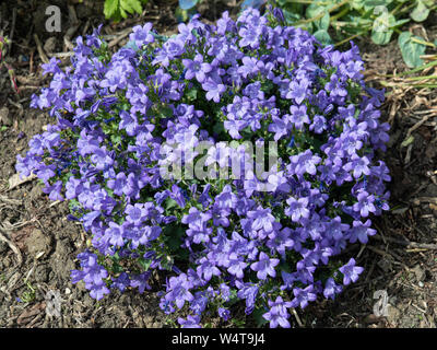 Ein Büschel von Campanula Sago in voller Blüte zeigt die Hellblau glockenförmigen Blüten Stockfoto