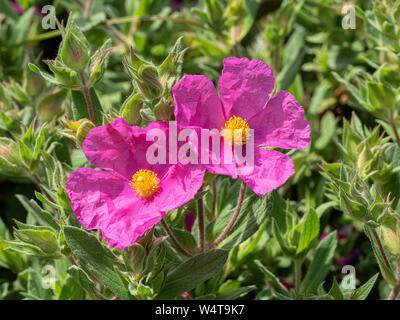 Ein paar tief rosa Blüten auf Cistus Sonnenuntergang Stockfoto