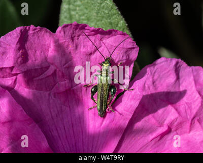 Ein Männlein, das falsche Öl Käfer (Oedemera nobilis) ruht auf einem rosa Blume von Cistus Sonnenuntergang Stockfoto