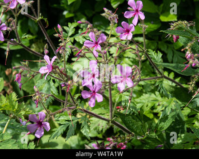 Die tiefe rosa Blüten von Geranium palmatum Stockfoto