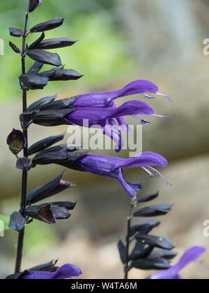 Eine Nahaufnahme von 2 tief violetten Blüten von Salvia Amistad Stockfoto