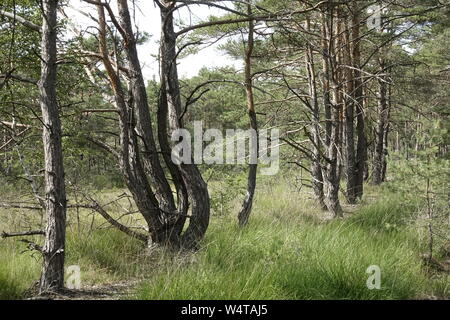 Otternhagener Moor, Niedersachsen, Deutschland. Stockfoto