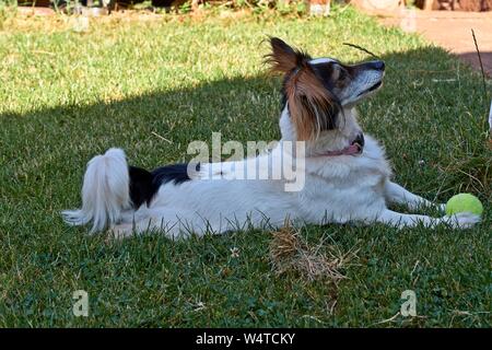 Jack Russell Terrier Welpen mit gelben Ball. Stockfoto