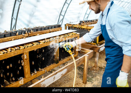 Stattliche Arbeiter waschen Regale mit Wasserpistole, kümmert sich um die Schnecken im Treibhaus der Farm. Konzept der Landwirtschaft Schnecken für Essen Stockfoto