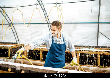 Stattliche Arbeiter waschen Regale mit Wasserpistole, kümmert sich um die Schnecken im Treibhaus der Farm. Konzept der Landwirtschaft Schnecken für Essen Stockfoto