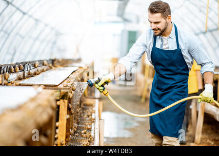 Stattliche Arbeiter waschen Regale mit Wasserpistole, kümmert sich um die Schnecken im Treibhaus der Farm. Konzept der Landwirtschaft Schnecken für Essen Stockfoto