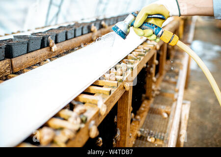 Waschen Regale mit Wasserpistole, kümmert sich um die Schnecken im Treibhaus der Farm, Nahaufnahme Stockfoto