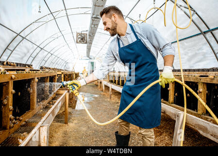 Stattliche Arbeiter waschen Regale mit Wasserpistole, kümmert sich um die Schnecken im Treibhaus der Farm. Konzept der Landwirtschaft Schnecken für Essen Stockfoto