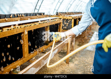 Waschen Regale mit Wasserpistole, kümmert sich um die Schnecken im Treibhaus der Farm, Nahaufnahme Stockfoto