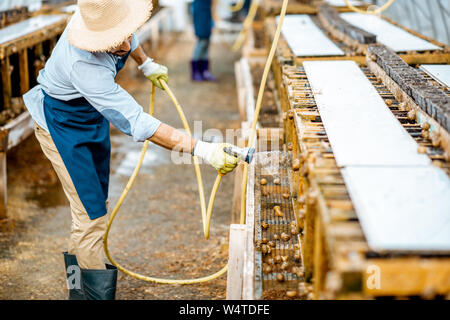 Stattliche Arbeiter waschen Regale mit Wasserpistole, kümmert sich um die Schnecken im Treibhaus der Farm. Konzept der Landwirtschaft Schnecken für Essen Stockfoto