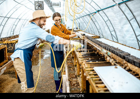 Der Mann und die Frau arbeiten im Gewächshaus auf einem Bauernhof für wachsende Schnecken, Regale mit Wasserpistole. Konzept der Landwirtschaft Schnecken für Essen Stockfoto