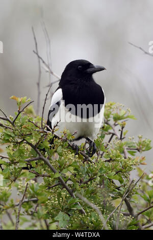 Eurasian Magpie/Elster (Pica Pica) auf einem Busch, thront, typisches Verhalten dieser schüchtern und aufmerksamen Vogel, Wildlife, Europa. Stockfoto