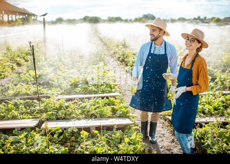 Zwei junge schön gekleidet Landwirte sprechen über das Farmland für Schnecken wachsen mit automatische Bewässerung bei Sonnenuntergang Stockfoto
