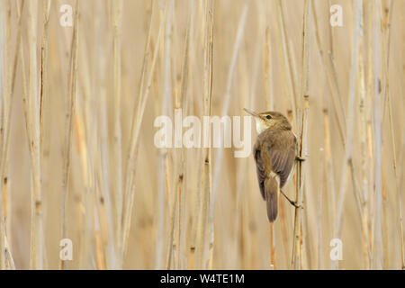 Schilfrohrsänger (Acrocephalus schoenobaenus) auf ein Rohr Stammzellen gehockt, Schilfrohr, typischen kleinen Wetland Bird, Wild, Europa. Stockfoto