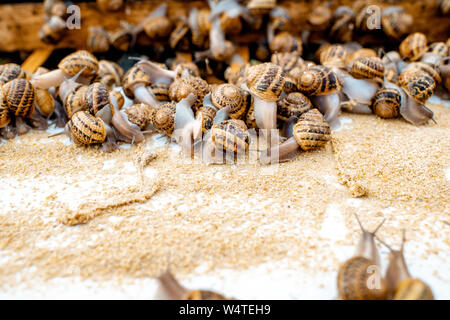 Viele Schnecken auf einem speziellen Regalen mit Futter auf einem Bauernhof für Schnecken wachsen, Nahaufnahme Stockfoto