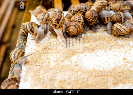 Viele Schnecken auf einem speziellen Regalen mit Futter auf einem Bauernhof für Schnecken wachsen, Nahaufnahme Stockfoto
