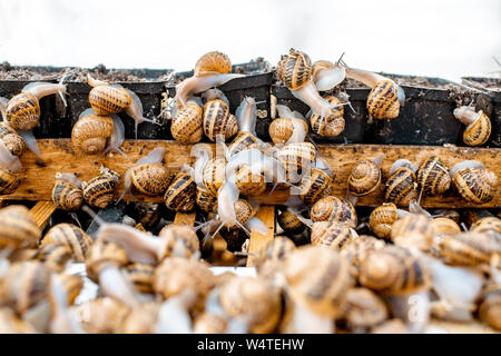 Viele Schnecken auf einem speziellen Regalen mit Futter auf einem Bauernhof für Schnecken wachsen, Nahaufnahme Stockfoto