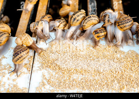 Viele Schnecken auf einem speziellen Regalen mit Futter auf einem Bauernhof für Schnecken wachsen, Nahaufnahme Stockfoto