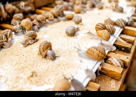 Viele Schnecken auf einem speziellen Regalen mit Futter auf einem Bauernhof für Schnecken wachsen, Nahaufnahme Stockfoto